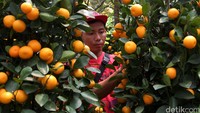 Pohon ini didatangkan menjelang perayaan Imlek.