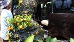Jelang Imlek, Pedagang Pohon Jeruk Bermunculan