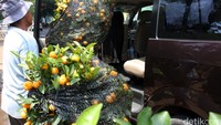 Pedagang memasukan pohon jeruk pesanan pembeli.
