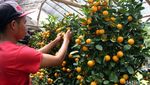 Jelang Imlek, Pedagang Pohon Jeruk Bermunculan