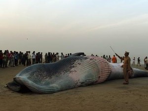 Paus Sepanjang 9 Meter Terdampar Mati di Pantai India