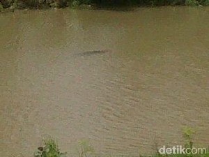 Warga Sumpiuh Banyumas Digegerkan Kemunculan Buaya Besar di Sungai