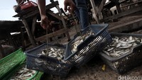 Pekerja menata ikan asin yang hendak dijemur