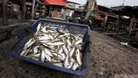Ikan dipindahkan dari keranjang ke tempat untuk menjemur ikan.