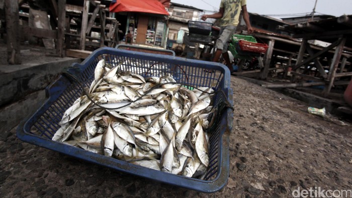 Sekjen KKP: Potensi Pajak Perikanan di RI Capai Rp 2 Miliar per Kapal