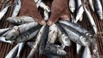 Pasokan Ikan Asin Muara Angke Menurun