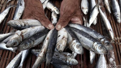 Pasokan Ikan Asin Muara Angke Menurun