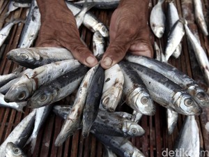 Mau Kabur, Nelayan dengan Pukat Harimau Berhasil Ditangkap di Simeuleu