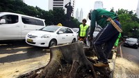 Pohon tumbang tersebut segera dibersihkan oleh petugas Dinas pertamanan DKI Jakarta. 