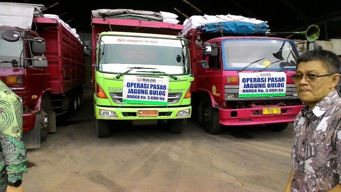 Bulog Operasi Pasar Jagung, Peternak: Harga Pakan Masih Mahal