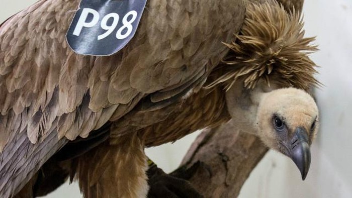 Lebanon Lepaskan Burung Pemakan Bangkai yang Dituduh Mata-mata Israel