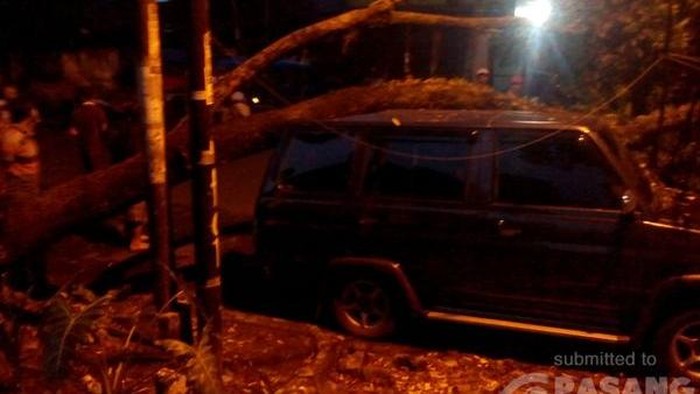 Pohon Tumbang di Bogor Timpa 3 Mobil