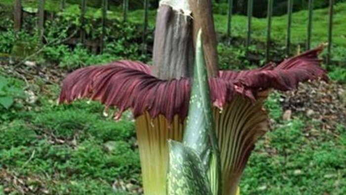 Perusakan Bunga Bangkai, Vandalisme Paling Parah di Kebun Raya Cibodas