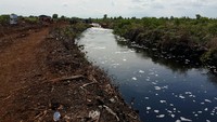 Panen Hujan Hingga Sekat Kanal, Gambut Harus Basah untuk Cegah Karhutla