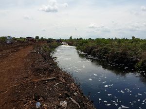 Panen Hujan Hingga Sekat Kanal, Gambut Harus Basah untuk Cegah Karhutla