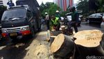 Pohon Tumbang di Sudirman Dibersihkan