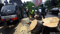 Sebuah pohon besar jenis Trembesi tumbang di kawasan Sudirman, Jakarta Pusat, ketika terjadi hujan lebat yang disertai angin kencang, Senin (1/2/2016) siang.