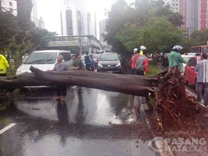 Pohon Tumbang di Sudirman Sudah Dievakuasi, Lalin Arah HI Kembali Dibuka