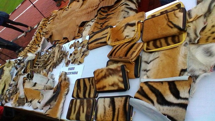 Bareskrim Musnahkan Puluhan Kulit Harimau dan Buaya Hasil Kejahatan