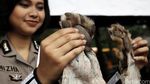 Pemusnahan Barang Bukti Kulit Harimau dan Buaya