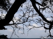 Pohon Tetangga Ganggu Rumah Kamu? Bisa Dituntut Lho Pakai Hukum Ini