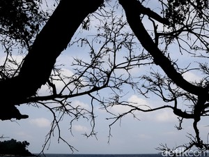 Pohon Rambutan Timpa Rumah Warga di Bekasi