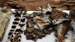 Pemusnahan Barang Bukti Kulit Harimau dan Buaya