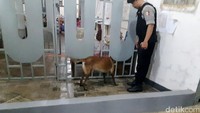 Anjing pelacak dikerahkan untuk menyisir Lapas khusus wanita di Tangerang. Ist/Polres Tangerang.