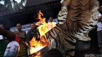 Pemusnahan barang bukti kulit harimau dan buaya dilakukan di lapangan Bhayangkara Mabes Polri, Kebayoran Baru, Jakarta Selatan, Selasa (2/1/2016).