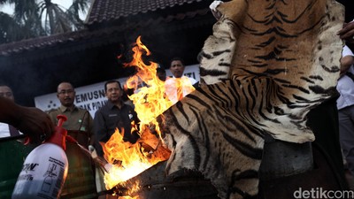 Pemusnahan Barang Bukti Kulit Harimau dan Buaya