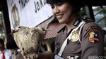 Pemusnahan Barang Bukti Kulit Harimau dan Buaya