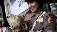 Petugas menunjukkan barang bukti kepala buaya sebelum dimusnahkan.