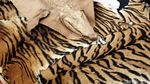 Pemusnahan Barang Bukti Kulit Harimau dan Buaya