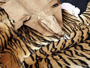 Pelaku Penjual Kulit Harimau Ilegal di Sumut Divonis 2 Tahun Penjara