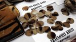Pemusnahan Barang Bukti Kulit Harimau dan Buaya