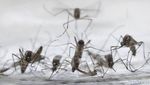 Mengenal Nyamuk Pembawa Virus Zika