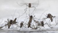 Dunia tengah ramai perbincangkan virus Zika yang menjadi endemik di berbagai Negara. Jaime Saldarriaga/Reuters/detikFoto.