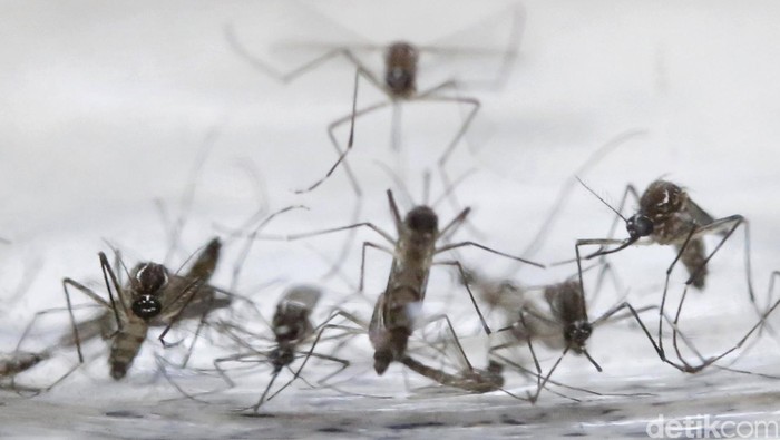 Nyamuk Aedes aegypti. Foto: Reuters Nyamuk Aedes aegypti. Foto: Reuters
