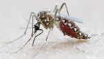 Mengenal Nyamuk Pembawa Virus Zika