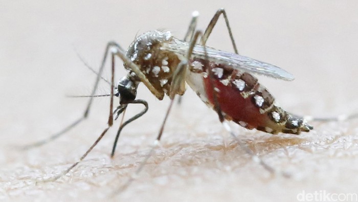 Nyamuk Aedes aegypti jadi vektor utama penyebaran demam berdarah. (Foto: Reuters) Nyamuk Aedes aegypti jadi vektor utama penyebaran demam berdarah. (Foto: Reuters)