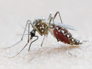 Pasca Zika, Brazil Dihantui Wabah Demam Kuning