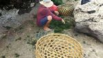 Menengok Aktivitas Petani Rumput Laut di Bali