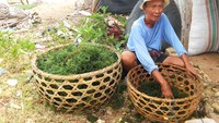 Penduduk Nusa Lembongan, Bali, sebagian besar berprofesi sebagai petani rumput laut. Salah satu lokasi budidayanya adalah di Desa Lembongan (Kurnia/detikTravel)