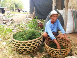 Rumput Laut RI Sempat Dituding KW oleh AS