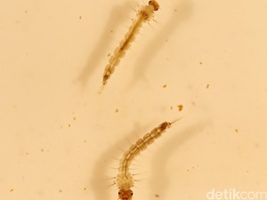 Butuh Dana Rp 754 Miliar untuk Atasi Zika