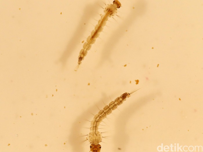 Butuh Dana Rp 754 Miliar untuk Atasi Zika