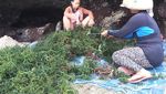 Menengok Aktivitas Petani Rumput Laut di Bali