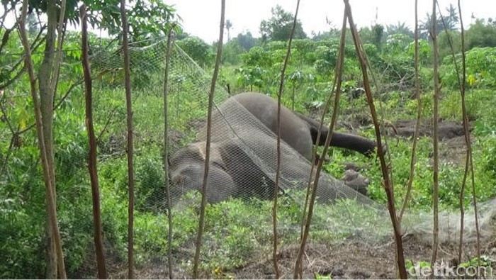 3 Ekor Gajah Liar Sakit di Riau, Tim Gabungan Coba Mengobatinya