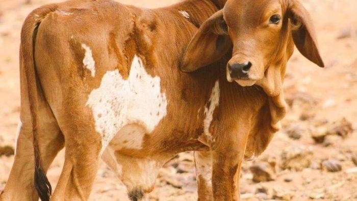 Anak Sapi Ini Punya Tanda Seperti Peta Australia di Perutnya