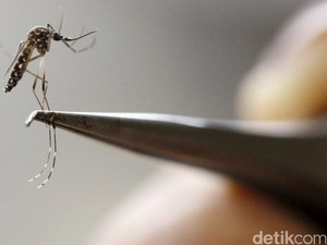 Perusahaan Ini Klaim Sukses Kembangkan Vaksin untuk Zika